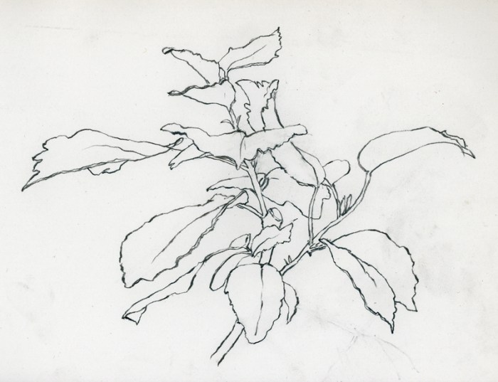 001-04-05-15_hibiscus